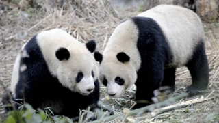 China Sends Goodwill Pandas To Taiwan • "Meat Curtains" And Other Weird Ladyparts Slang